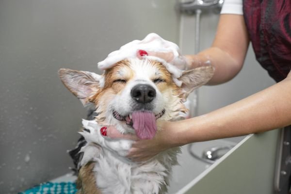 Bathing dog with skincare products 